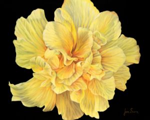 Yellow Hibiscus - JanSum Fine Art