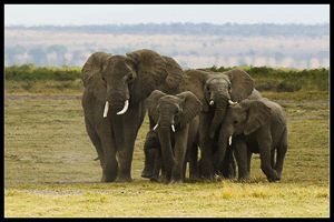 Tusk family - Vaibhav View - Photography, Animals, Birds, & Fish ...