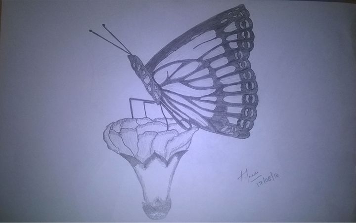 beautiful pencil drawings of butterflies