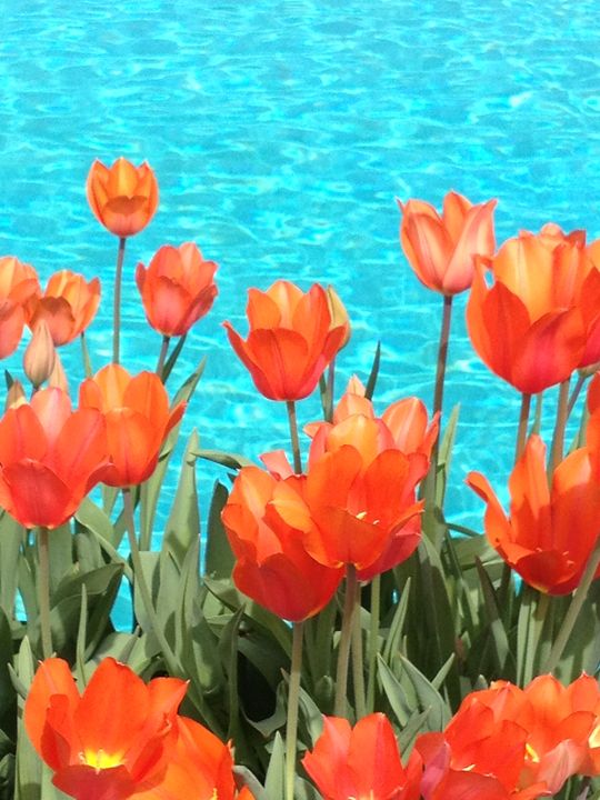 Fleurs Megan Wilkinson, Artist Photography, Flowers, Plants