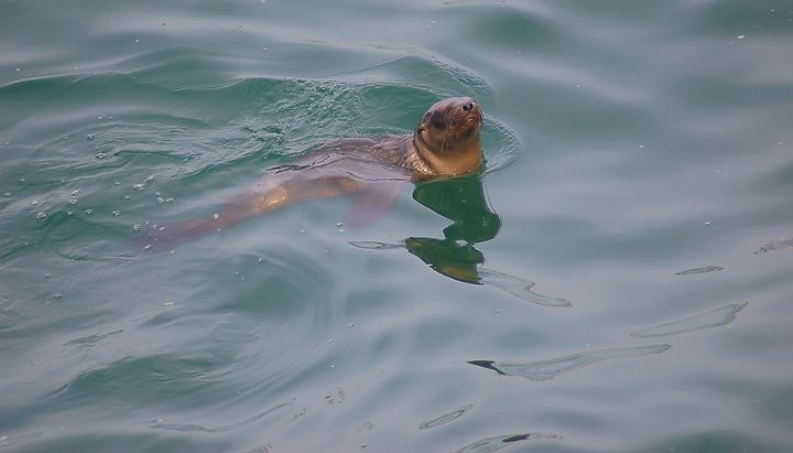 Swimming Seal - Photography by Shellee