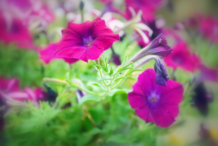 Purple Petunias - Desimay's Fine Art - Photography, Flowers, Plants ...