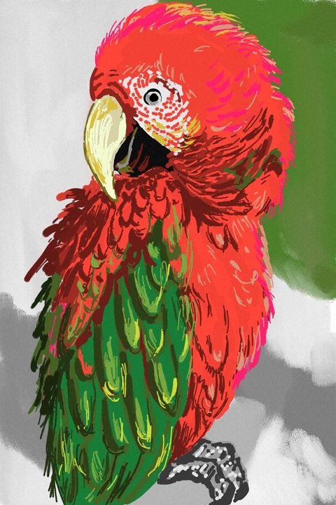 Red and Green - Antoine Khanji - Digital Art, Animals, Birds, & Fish,  Birds, Parrots, Parakeet & Rosella - ArtPal