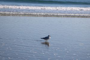 Seagull reflection (1)