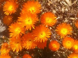 The Orange flowers