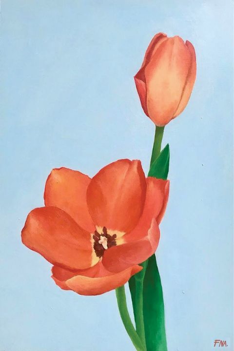Fully bloomed orange tulips - FNA
