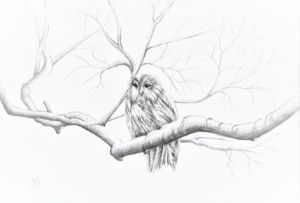 Owl in tree sketch