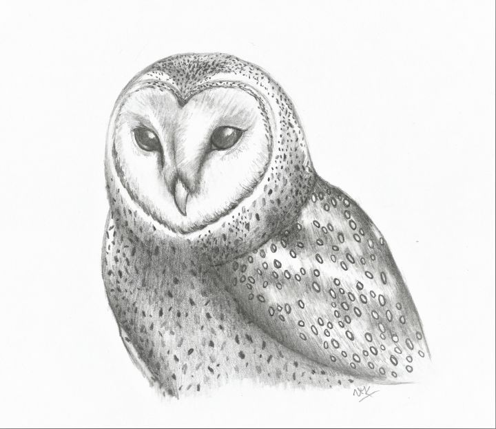 Barn owl sketch - Natasha Lovell Art