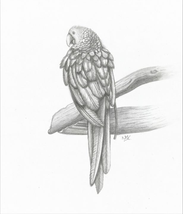 Parrot graphite sketch - Natasha Lovell Art
