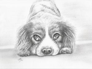 Puppy dog graphite sketch