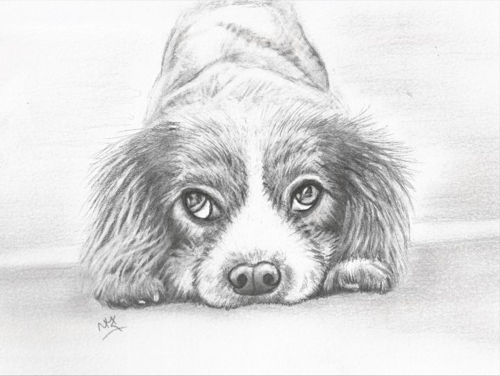 Puppy dog graphite sketch - Natasha Lovell Art