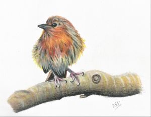 Robin colour pencil drawing