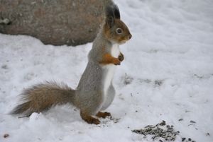 Standing squirrel