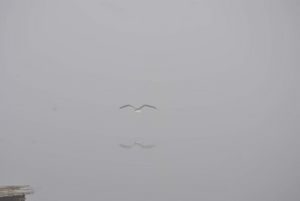 Gull on foggy lake