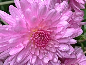 Pink Mum with Water Droplets