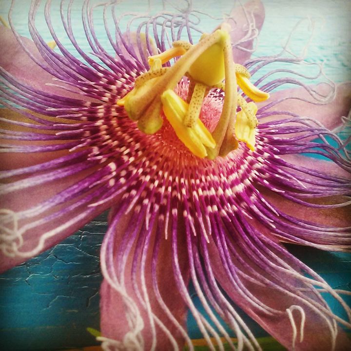 Purple Tropic II - AliCiA