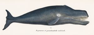 Bowhead Whale Original Antique