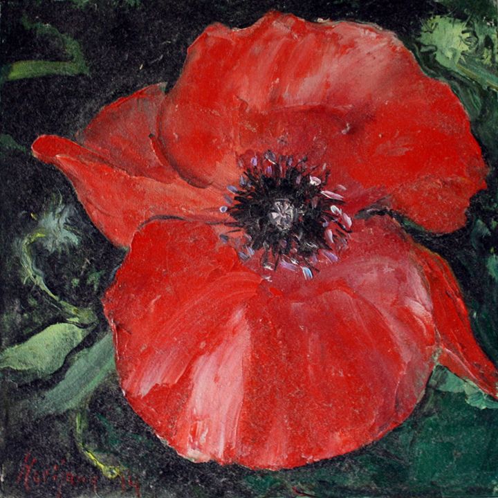 Poppy flower - Moor
