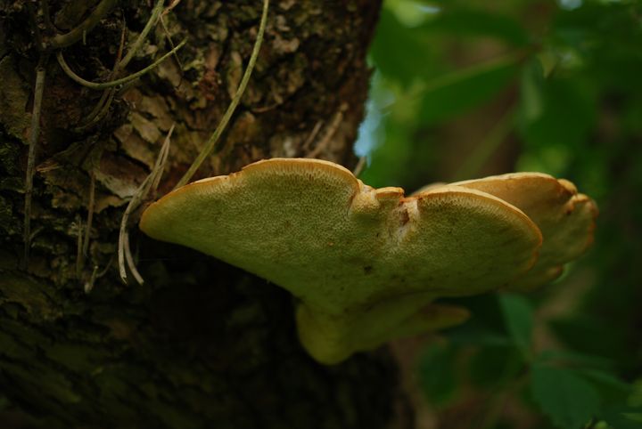 Tree and mushroom - Oldimiss