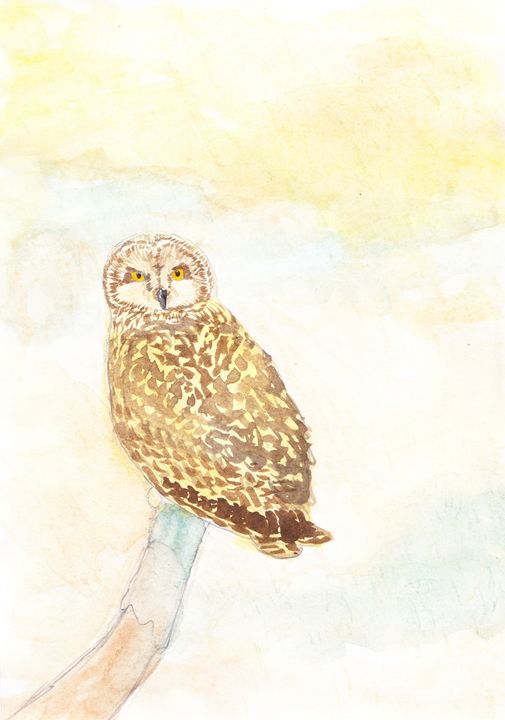 Short Eared Owl - T.H Art