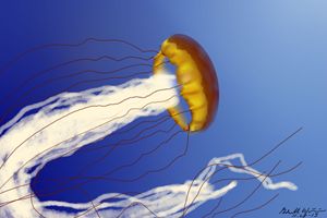JellyFish love<3