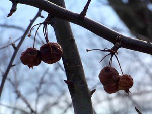 Winter Cherries