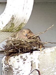 Dove Nesting