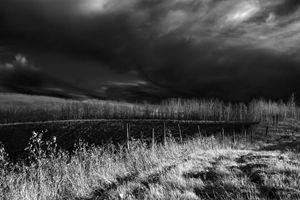 A Field in Black and White