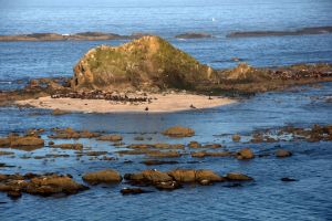 Seals Gathering on the Oregon Coast