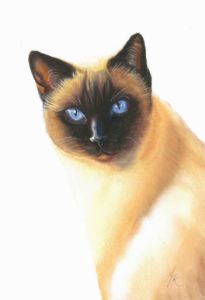 Cat And Butterfly Pencil Art - Deepa paintings - Drawings & Illustration,  Animals, Birds, & Fish, Cats & Kittens, Other Cats & Kittens - ArtPal