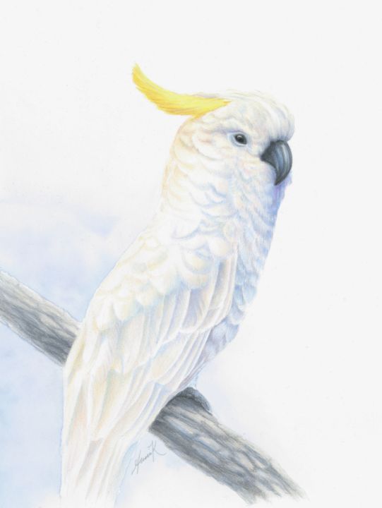 Yellow-crested cockatoo - Anni Kråka