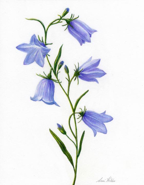 Bluebell - A-Z flower collection - bytriska - Drawings & Illustration,  Flowers, Plants, & Trees, Flowers, Flowers A-H, Bluebells - ArtPal