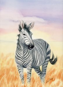 Zebra