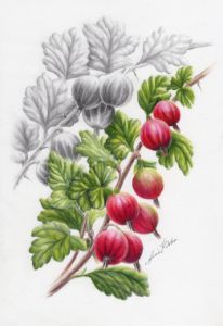 Gooseberries - Anni Kråka - Drawings & Illustration, Food
