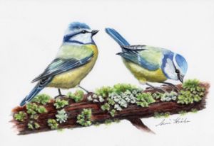 Blue Tits on Mossy Branch