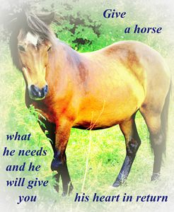 Give a horse