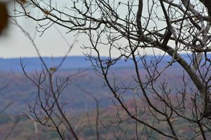 Branches