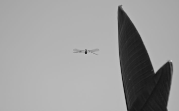 fly by - bluzARTphotography