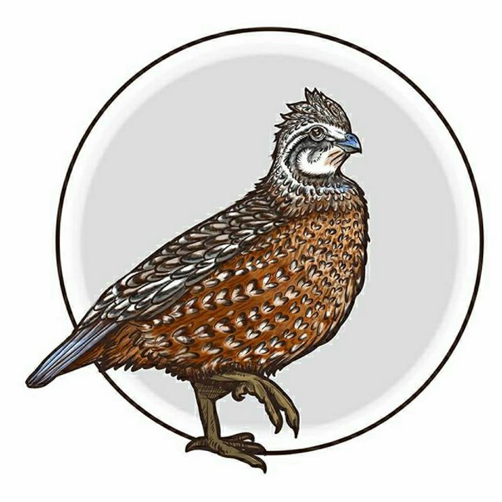 Bobwhite Quail - A. P. Illustrations - Drawings & Illustration, Animals,  Birds, & Fish, Birds, Quail - ArtPal