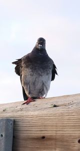 Pigeon with an attitude
