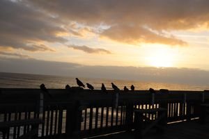 Pigeons on Folly Beach Pier at Dawn
