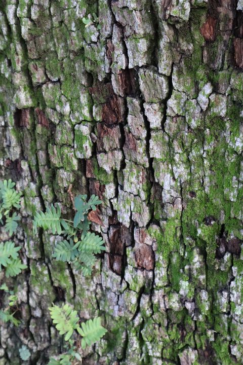 Reading tree bark - Environmental Manipulations
