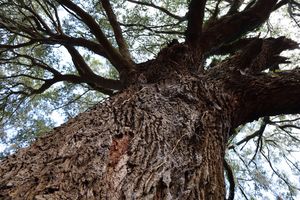 Large oak webs on bark