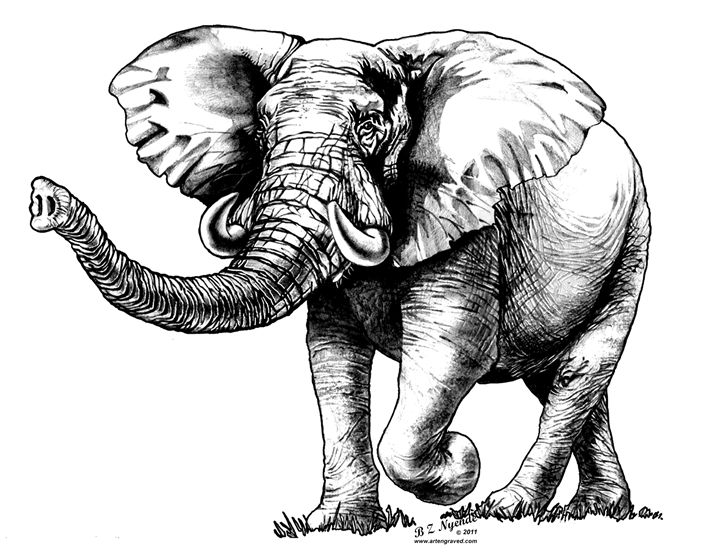 Elephant - Art Engraved - Drawings & Illustration, Animals, Birds ...