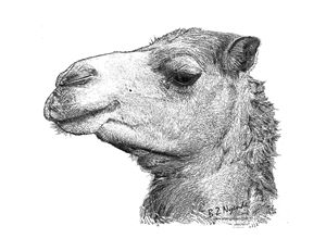 Camel - Art Engraved