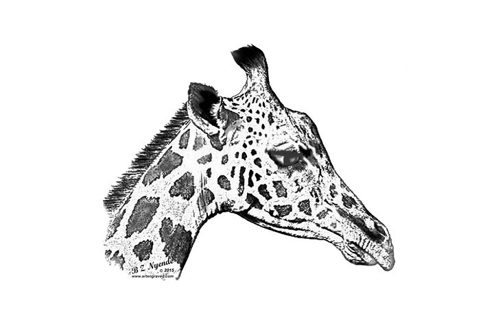 How to draw a Giraffe Head video  John Muir Laws