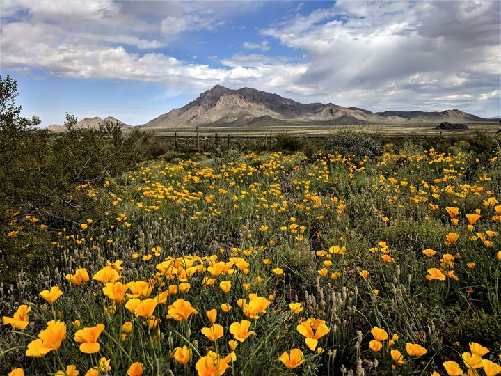 Spring Wildflowers at Picacho Peak Sally Mesarosh Photography