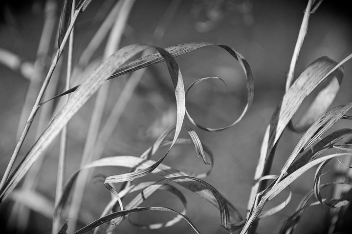Curving grass at Sunset - Stephen H Bitzer
