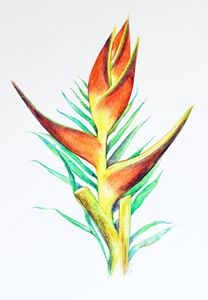 Parrot's Bill Heliconia