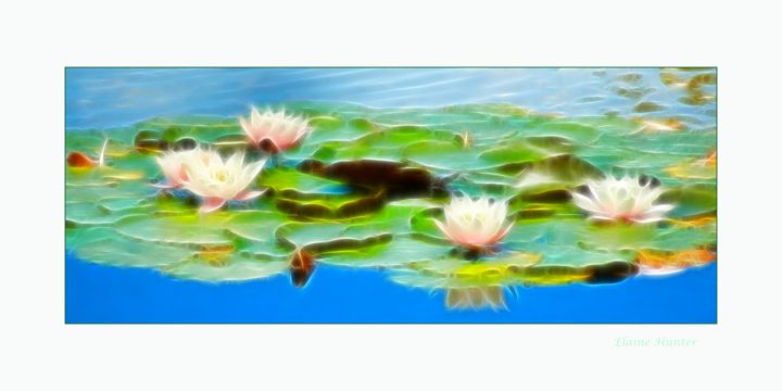 Water lilies - Elaine Hunter